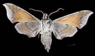 Revers du mâle(coll.MHNT)