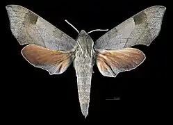 Darapsa myron mexicana avers(coll.MHNT)