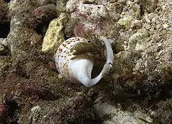 Dardanus scutellatus