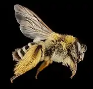 Scopa velue sur les patte d'une Dasypoda.