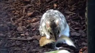Ménagerie du jardin des plantes de Paris/France