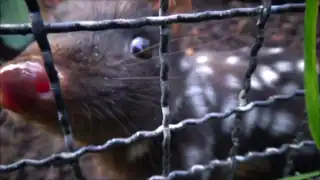Ménagerie du jardin des plantes de Paris/France