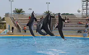 Grands dauphins.