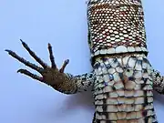 Patte antérieure, détail. À noter : la finesse de l'écaillure inférieure.