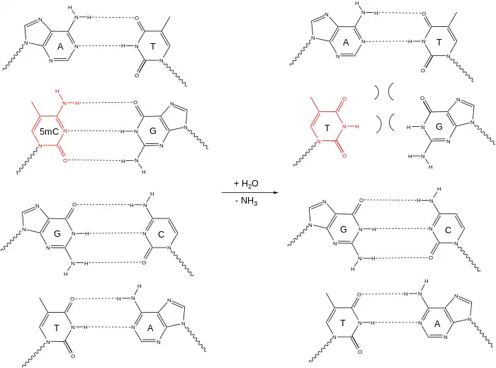 Dans l'ADN double-brin, la 5-méthylcytosine qui désamine donne une thymine, qui n'est pas complémentaire à la guanine attenante.