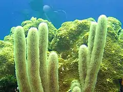 Briareum asbestinum (en)