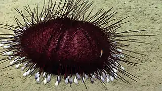 Hygrosoma sp. (peut-être H. petersii) à plusieurs milliers de mètres de profondeur en Atlantique nord.