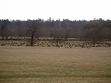 Vaste prairie avec, au fond, très nombreux cervidés broutant