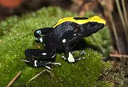Dendrobates tinctorius au zoo de Karlsruhe.