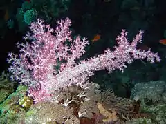 Dendronephthya hemprichi