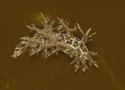 Dendronotus frondosus.