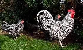 Trio de coucou d'Allemagne grande race