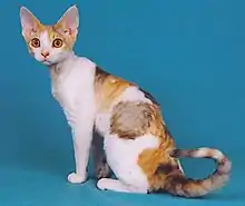 Devon rex écaille-de-tortue et blanc