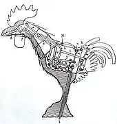 Schéma du coq.