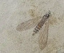 Dicranomya antennifera par N. THEOBALD Agrandissement de l'holotype A1001.