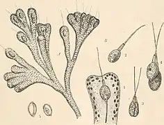 A. Phalansterium digitatum & B. Ph. consociatum