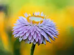 Cultivar à bractées rose-violet.