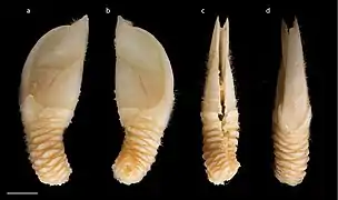 Diotascalpellum rubrum