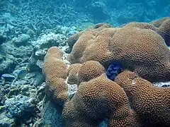 Colonie aux Maldives.