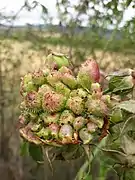 Galle de Diplolepis fructuum.