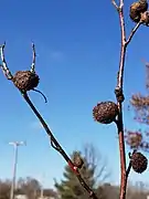 Galle de Diplolepis spinosa.