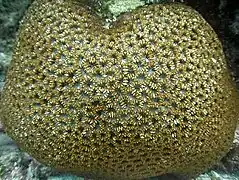 Dipsastraea matthaii