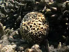 Dipsastraea matthaii?