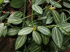 Dischidia ovata.