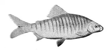 Distichodus fasciolatus