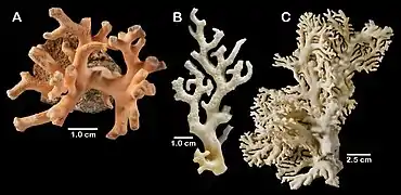 Distichopora borealis.