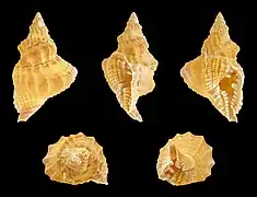 Distorsio kurzi (Personidae).