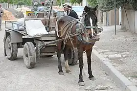 Image illustrative de l’article Cheval en Irak