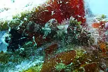 Scorpaenidae, Poisson-scorpion scorpaenopsis