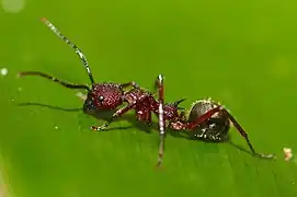 Dolichoderus decollatus.