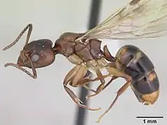 Dolichoderus lutosus.