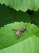 Dolichovespula omissa