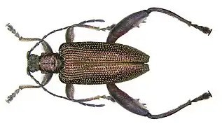 Donacia dentata Hoppe, 1795.