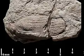 Contre-empreinte en lumière indirecte.