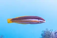 Détail de la femelle Marseille