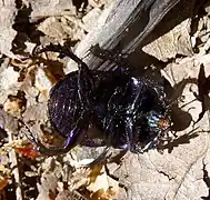 Geotrupes stercorarius vu de dessous.
