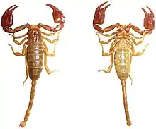 Euscorpius avcii