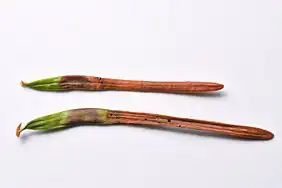 Galles + Attaque fongique