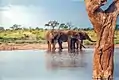 Des éléphants se rafraîchissent dans le parc national de Hwange.