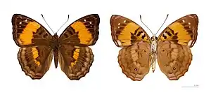 Doxocopa agathina - MHNT