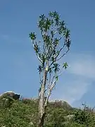 Dracaena steudneri sur le Mont Gorongosa.