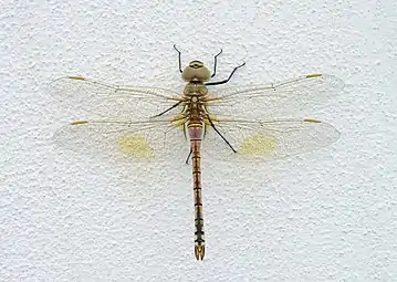 Anax ephippiger femelle. Aout 2021.