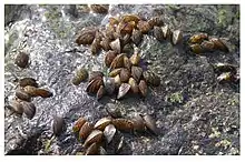 Moules zébrées, dans la Deûle canalisée (Nord de la France), à Lambersart