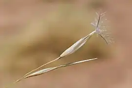 Fruit (Tazarine, Maroc)
