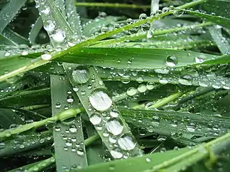 Gouttes d'eau de pluie sur brins d'herbe.
