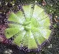 Drosera admirabilis